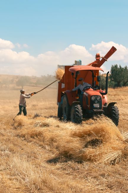 A person operating a large red tractor equipped with a threshing attachment is working in a golden wheat field under a clear blue sky with scattered white clouds. Another individual, wearing a light-c